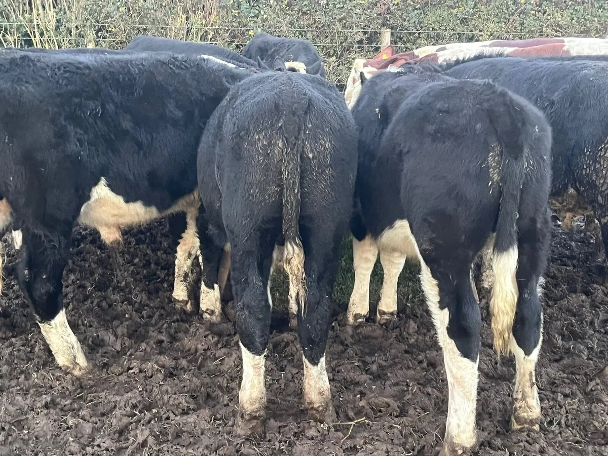 Hereford Bullocks 🐂 - Image 3