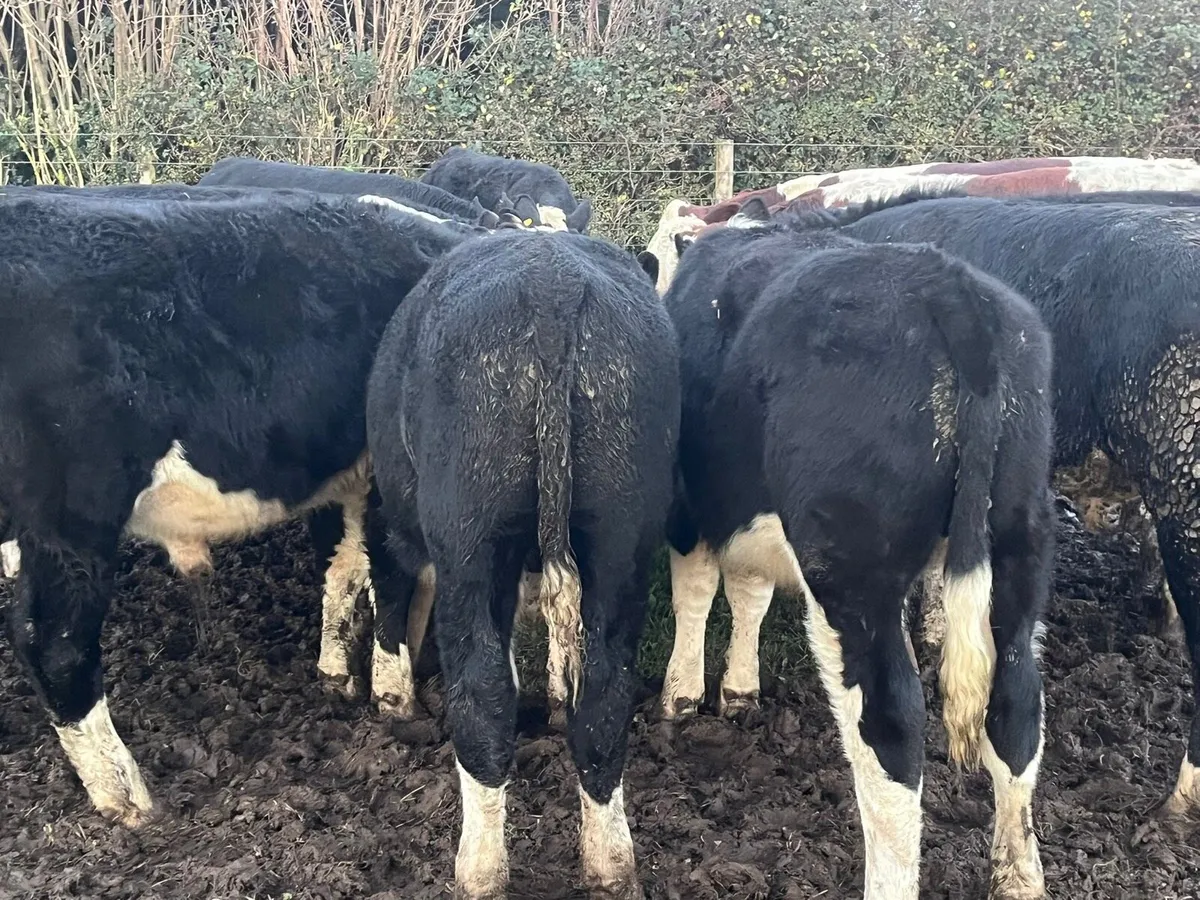 Hereford Bullocks 🐂 - Image 4