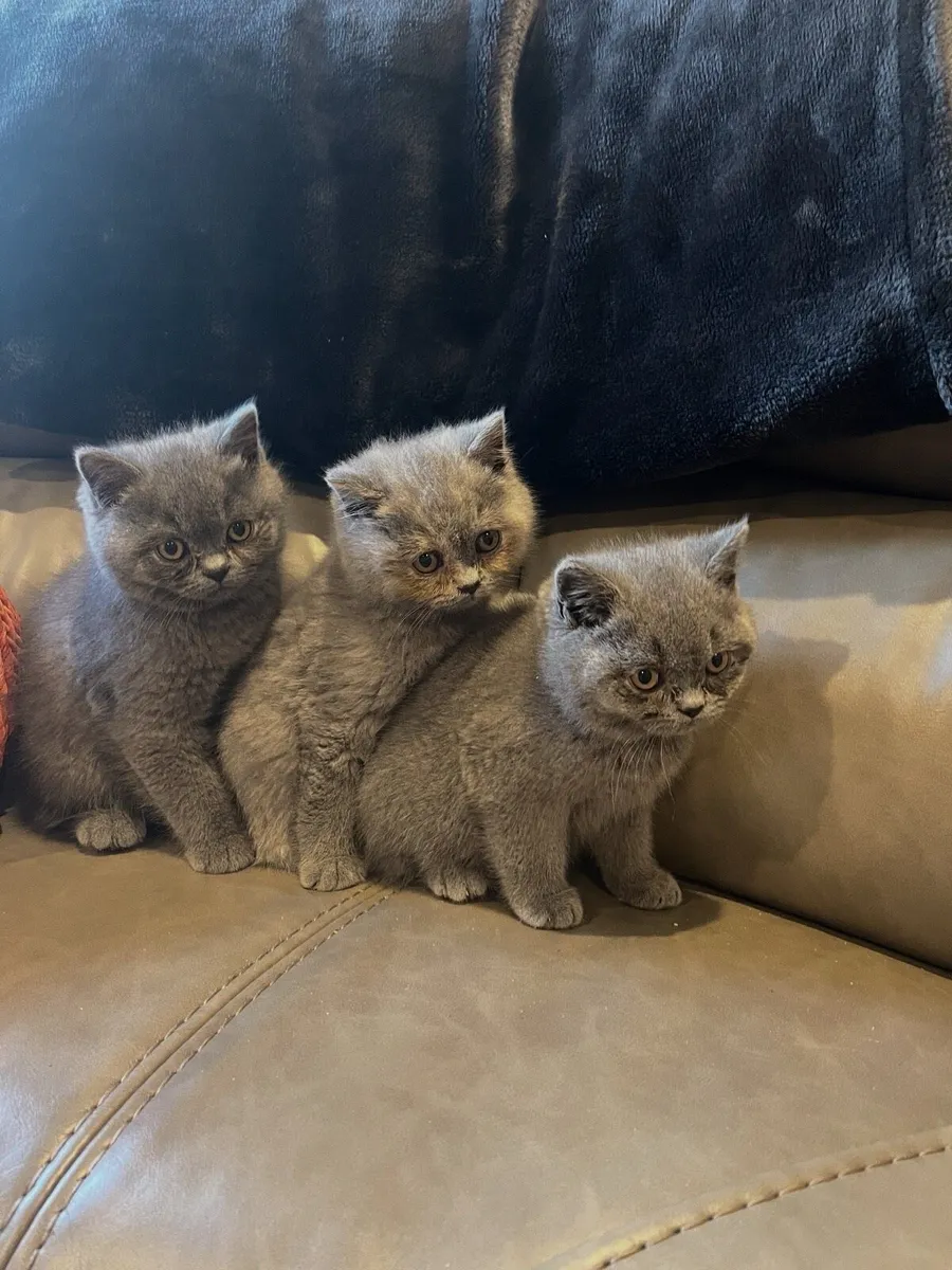 British Shorthair Kittens - Image 1