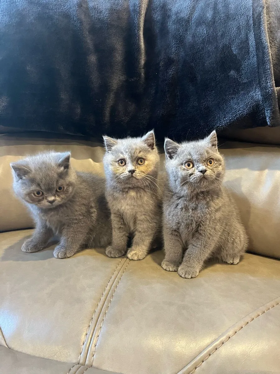 British Shorthair Kittens - Image 2