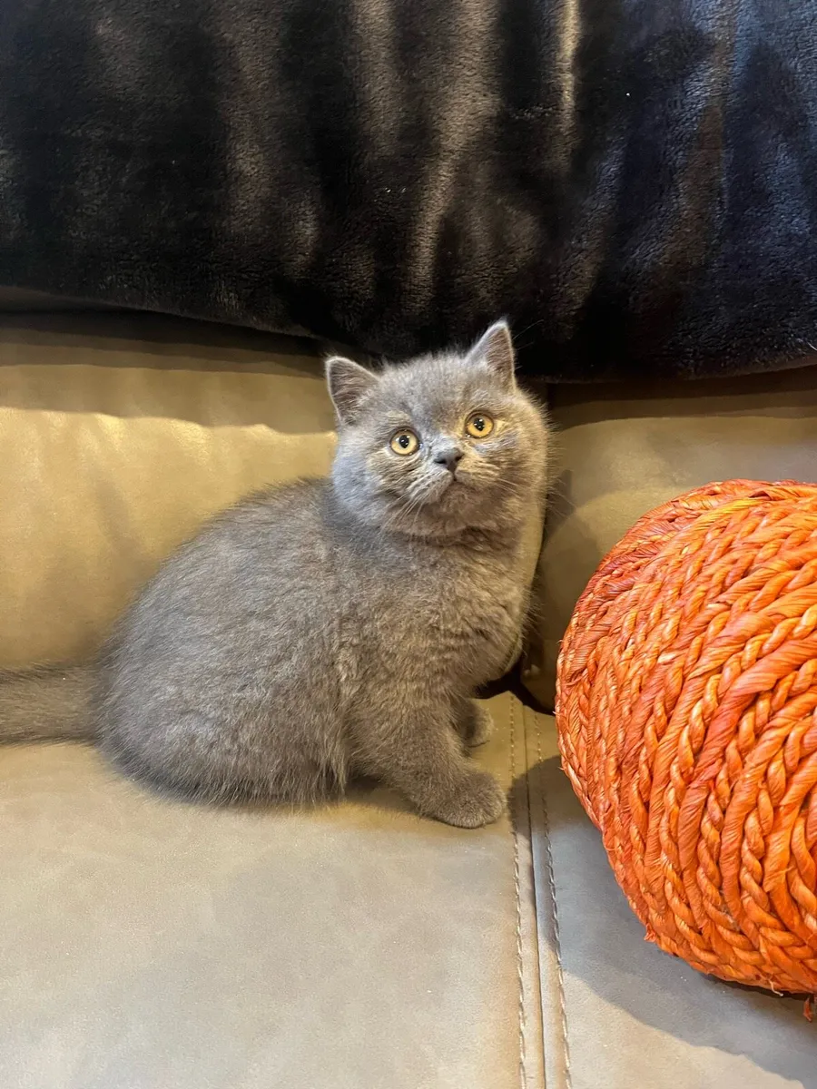 British Shorthair Kittens - Image 3