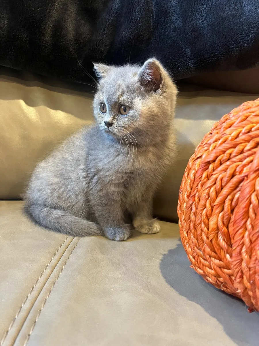 British Shorthair Kittens - Image 4
