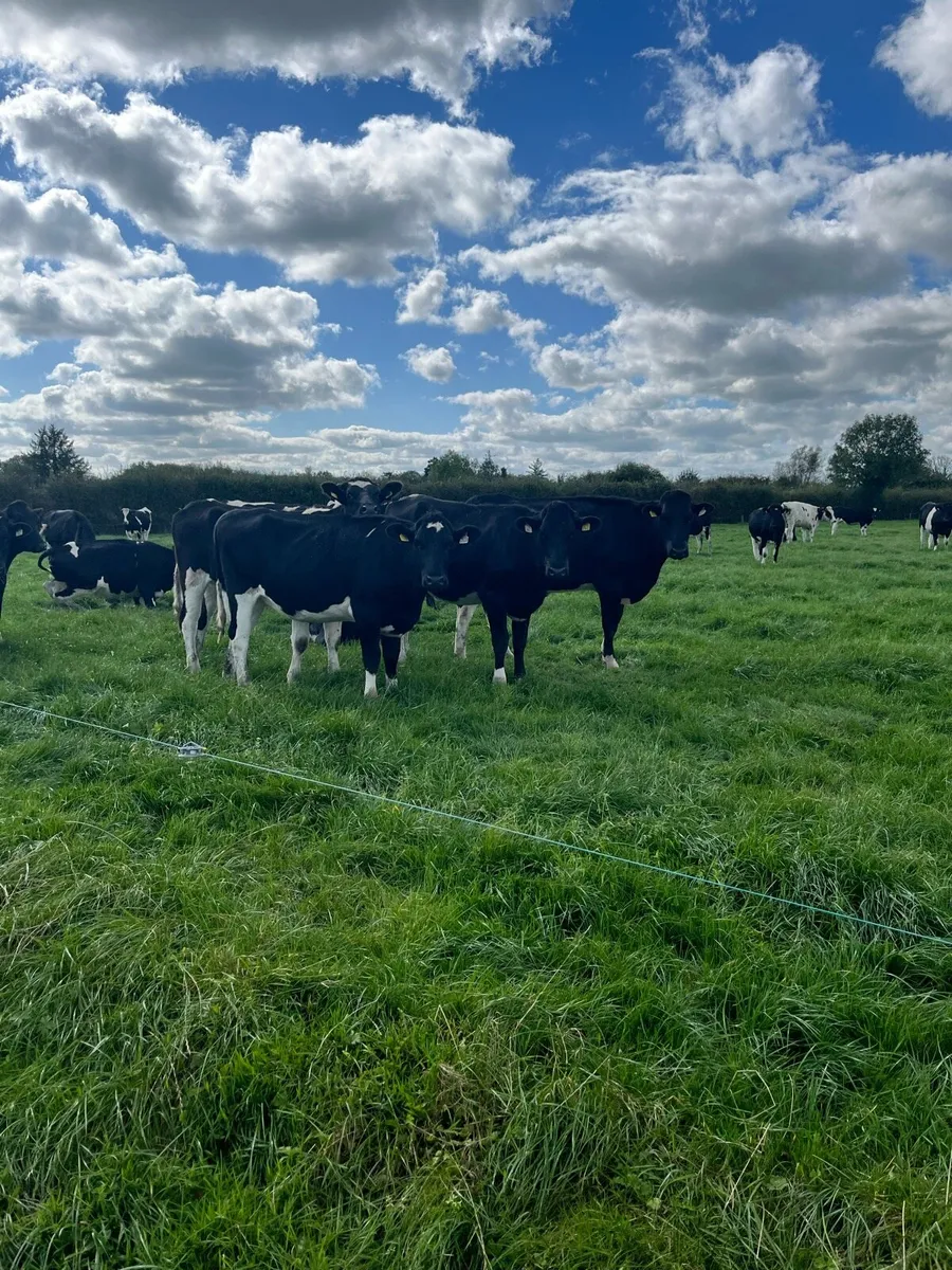 Dairy incalf Heiffers - Image 1