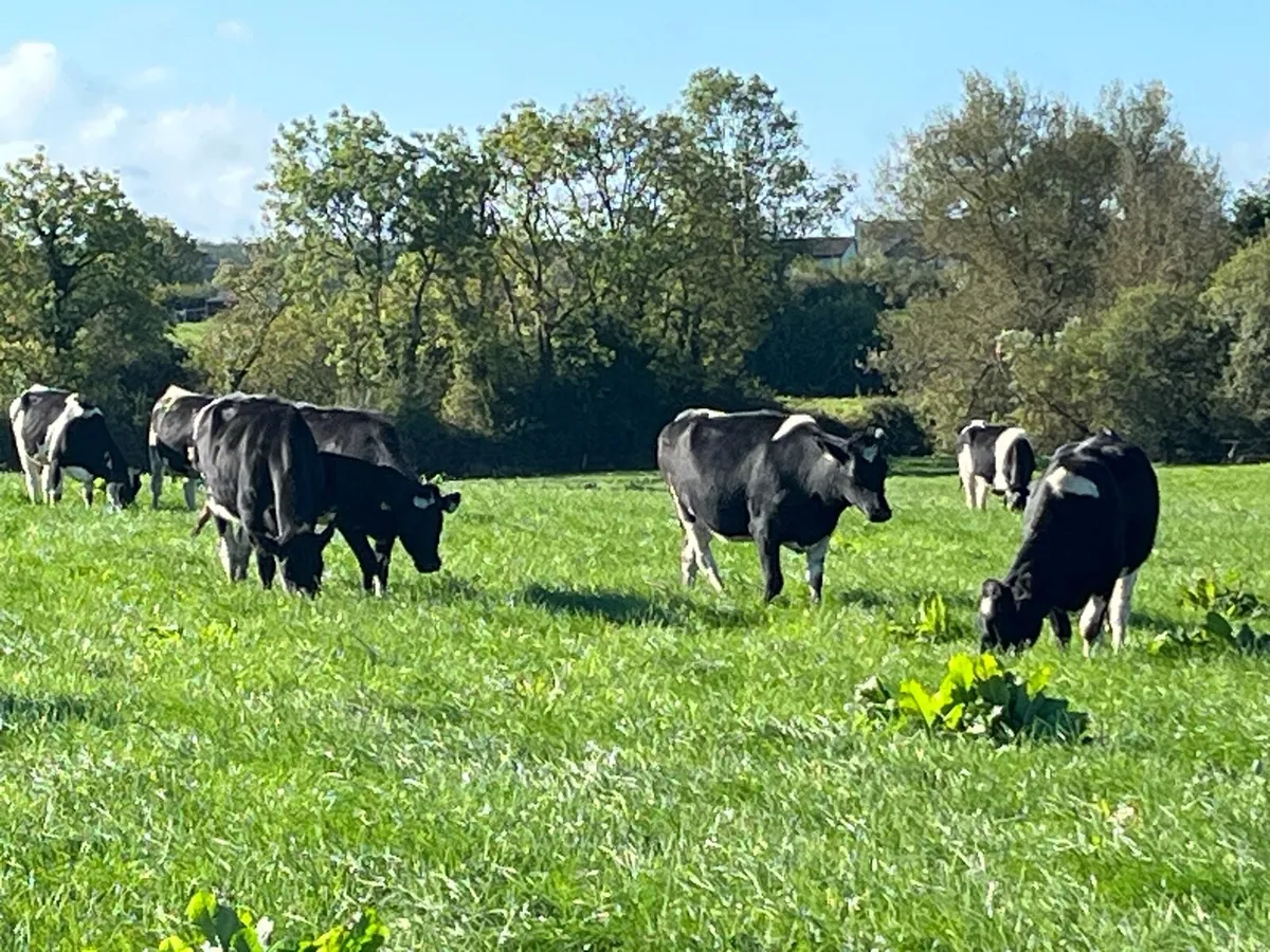 Dairy incalf Heiffers - Image 2