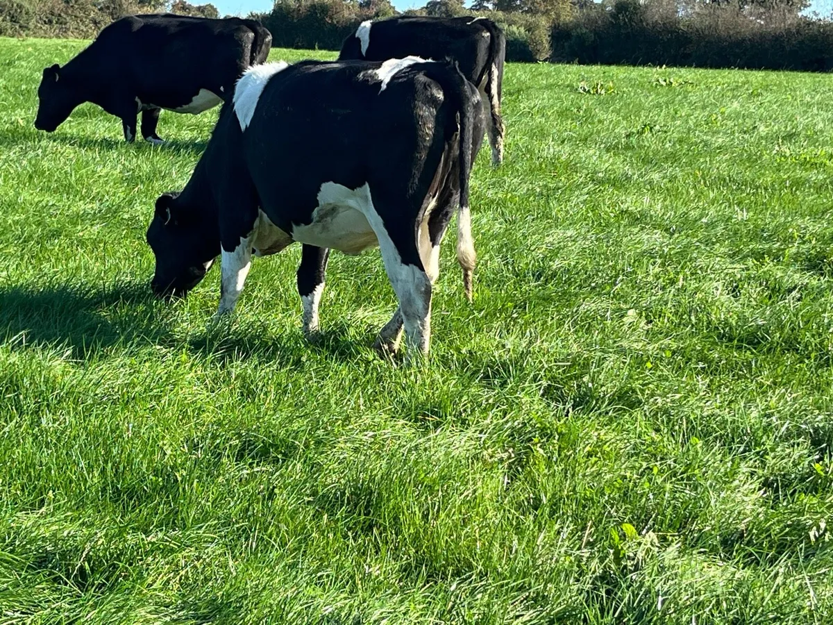 Dairy incalf Heiffers - Image 3