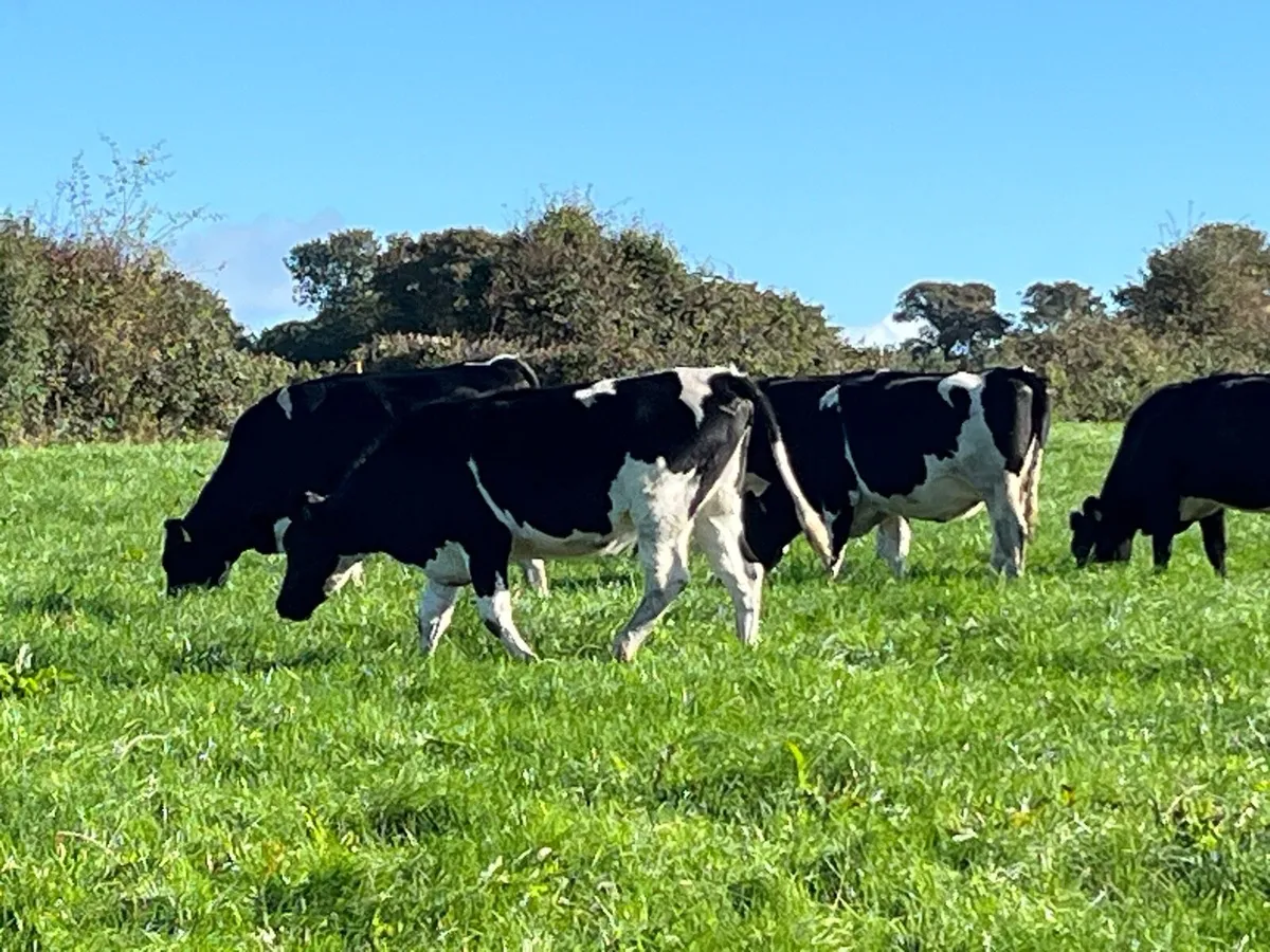 Dairy incalf Heiffers - Image 4