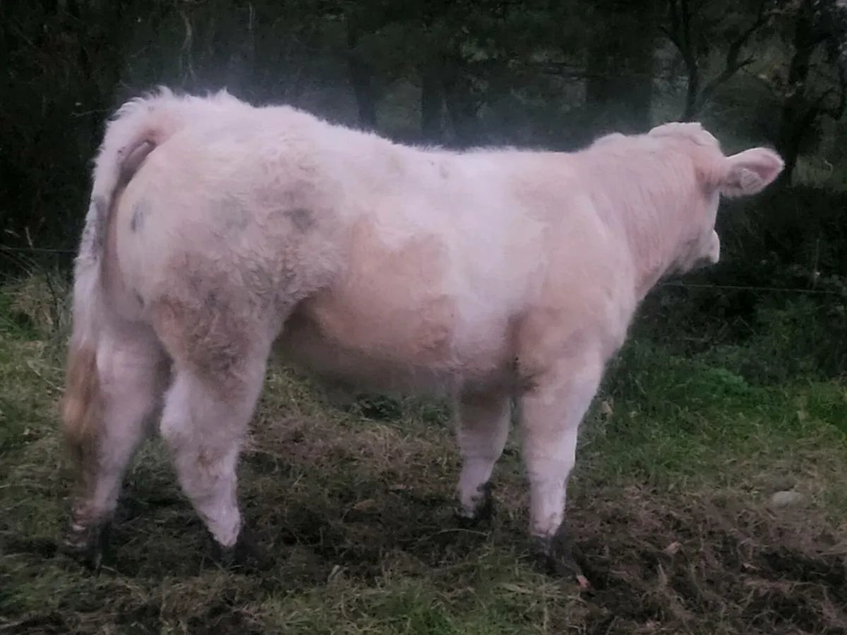 ***** Purebred CH Heifer***** - Image 2
