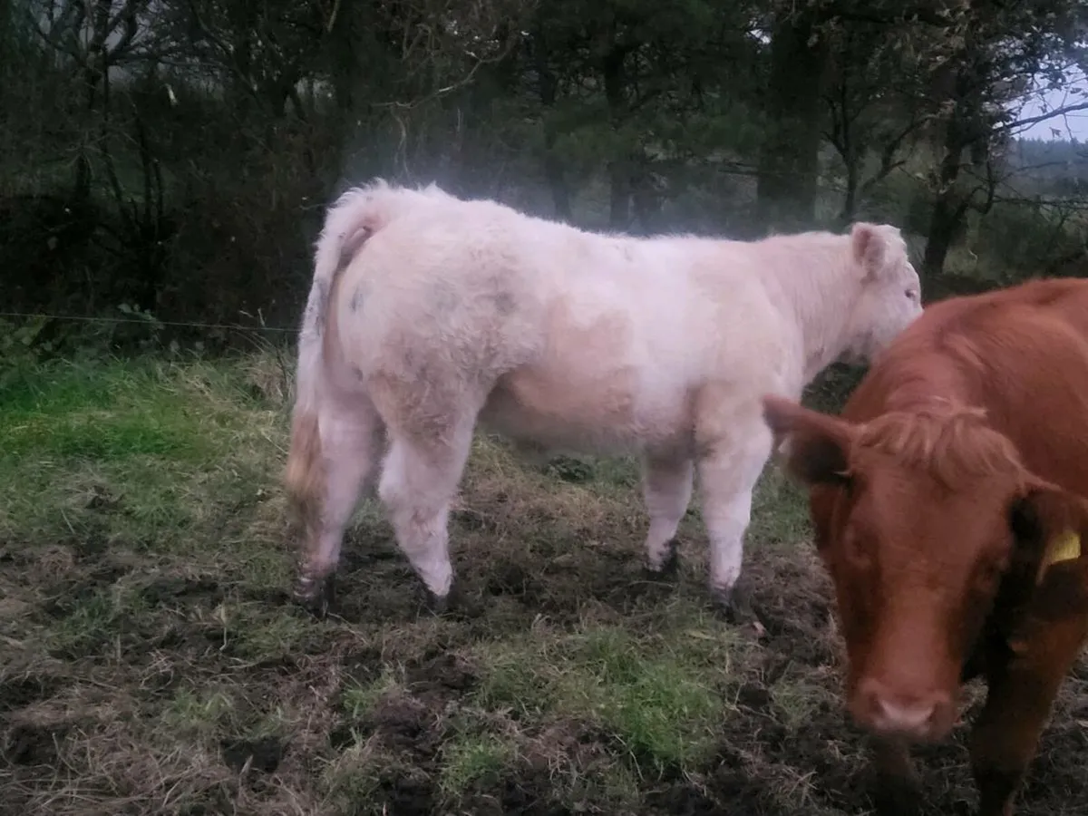 ***** Purebred CH Heifer***** - Image 3