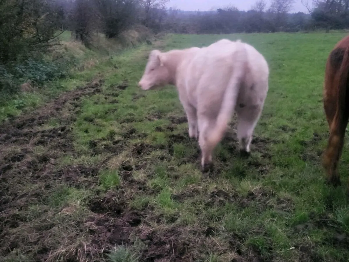***** Purebred CH Heifer***** - Image 1