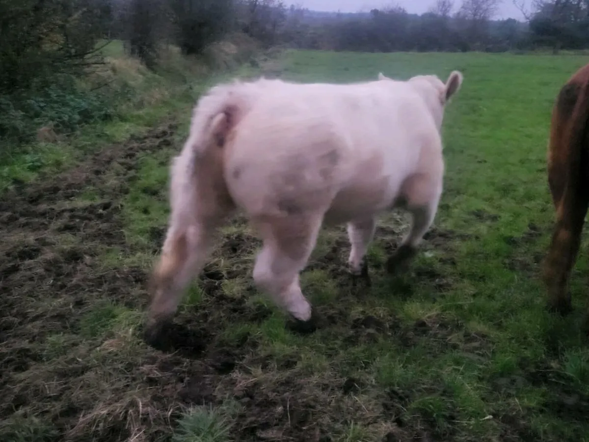 ***** Purebred CH Heifer***** - Image 4