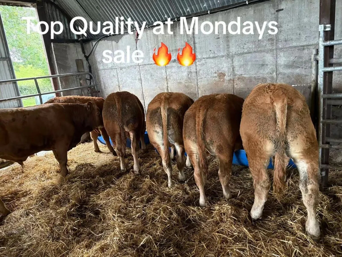BANK HOLIDAY MONDAY CRACKER 🔥🔥 - Image 1