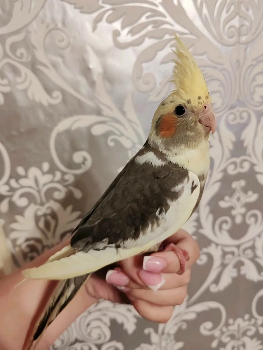 Hand Reared Baby Cockatiels - Image 1