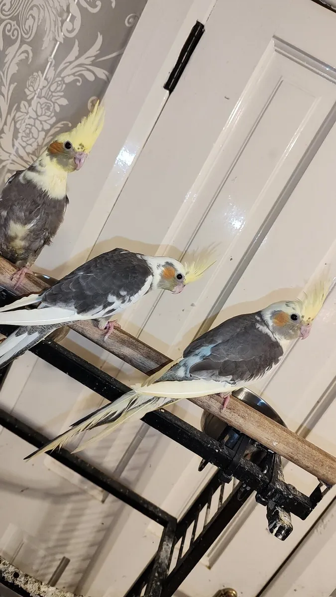 Hand Reared Baby Cockatiels - Image 2