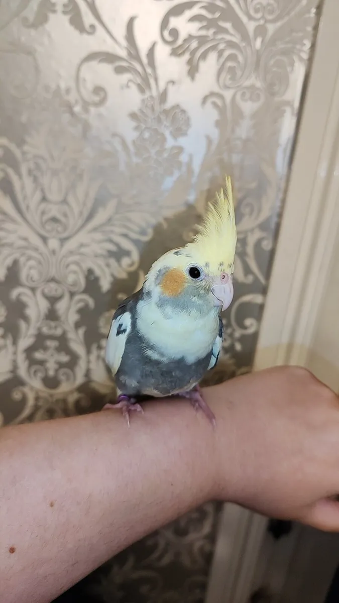 Hand Reared Baby Cockatiels - Image 3