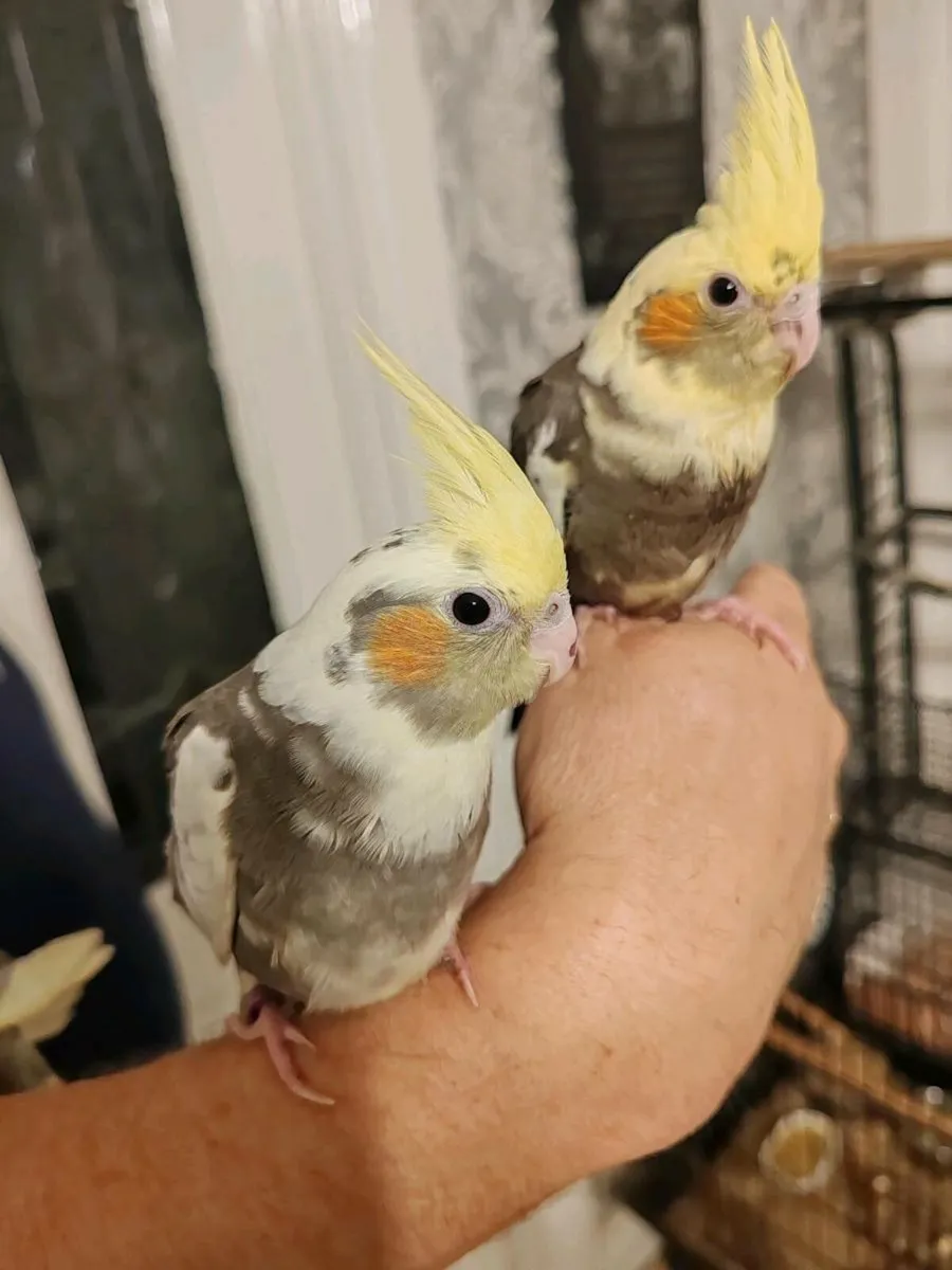 Hand Reared Baby Cockatiels - Image 4