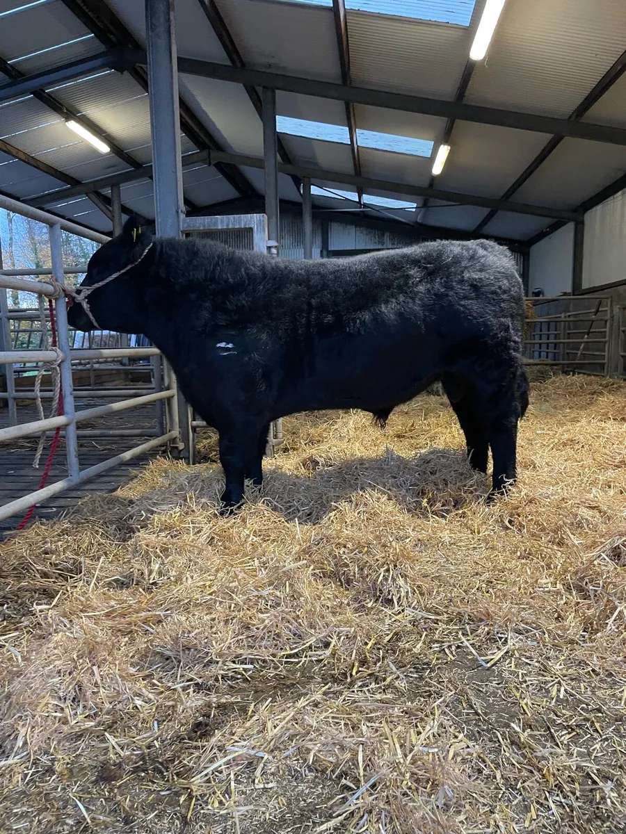 Pure bred Angus Bull - Image 1