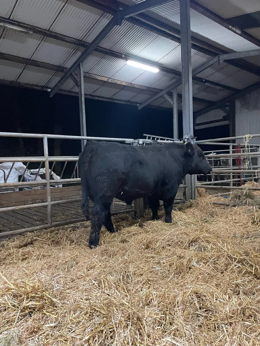 Pure bred Angus Bull - Image 2