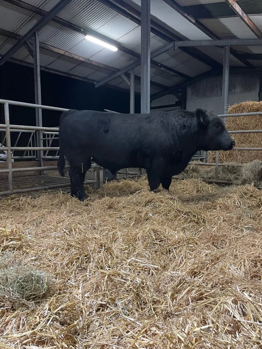 Pure bred Angus Bull - Image 3