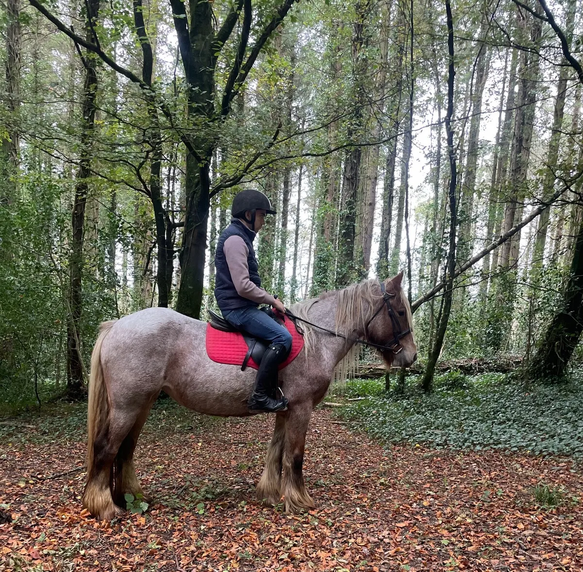Beautiful Strawberry Roan Cob - Image 1