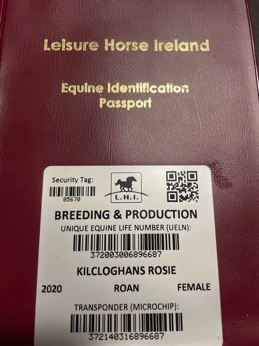 Beautiful Strawberry Roan Cob - Image 2