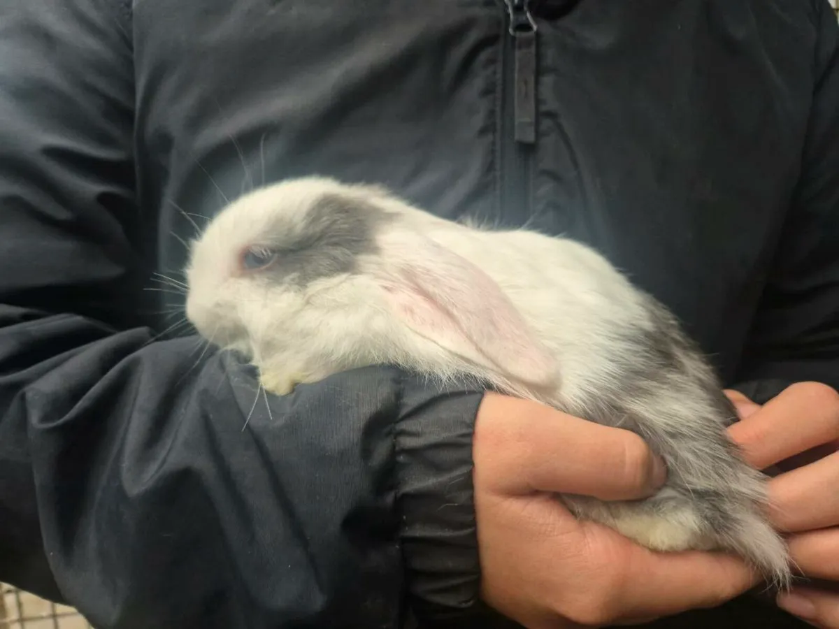 Mini lops - Image 1