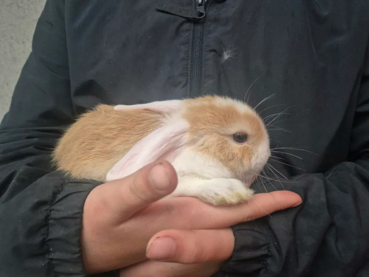 Mini lops - Image 2