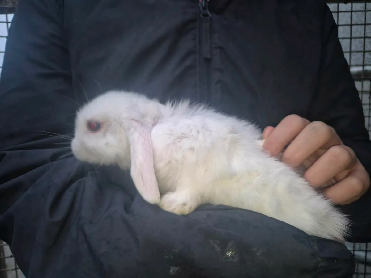 Mini lops - Image 3