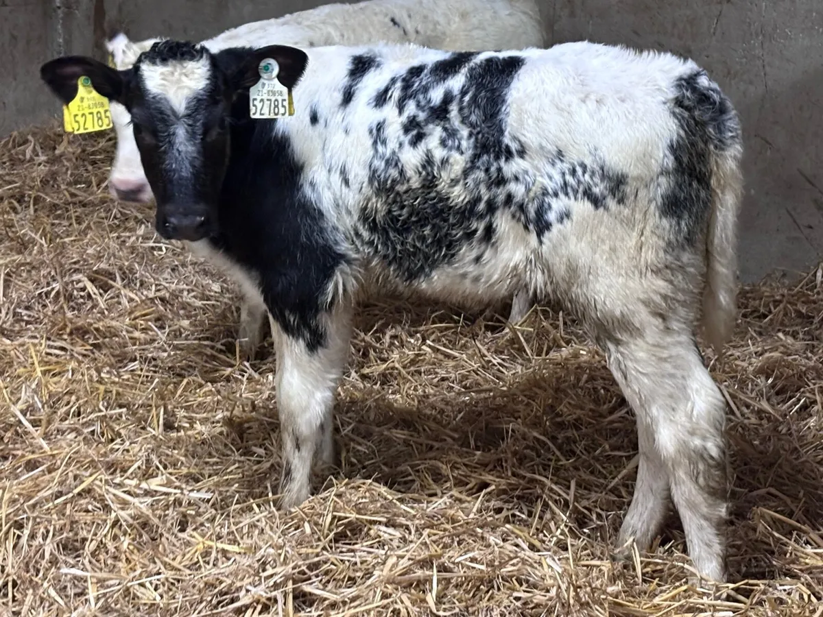 2 Belgium blue heifer calves for sale - Image 1
