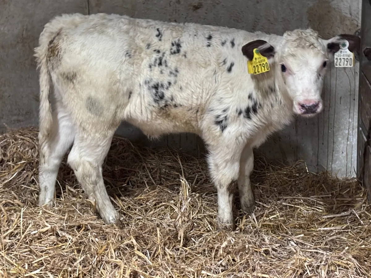 2 Belgium blue heifer calves for sale - Image 2