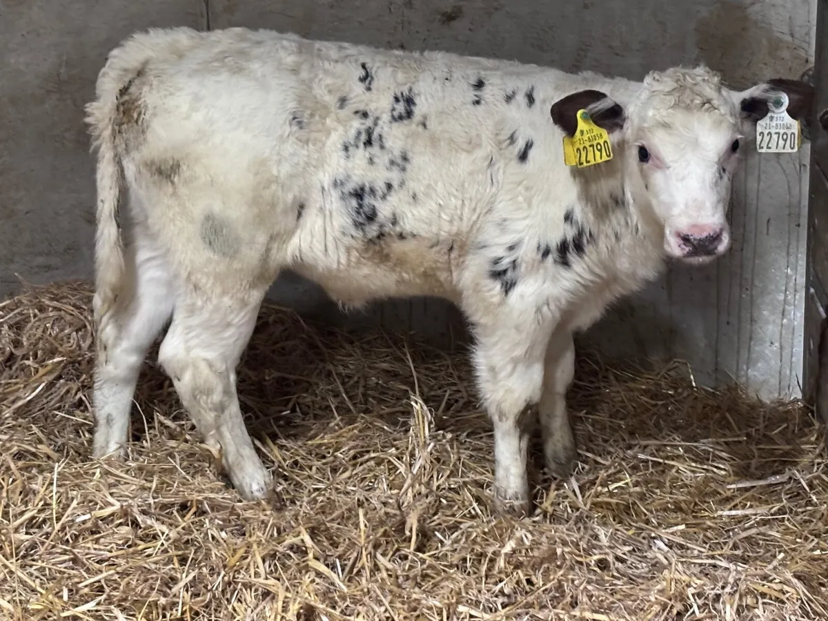 2 Belgium blue heifer calves for sale - Image 3