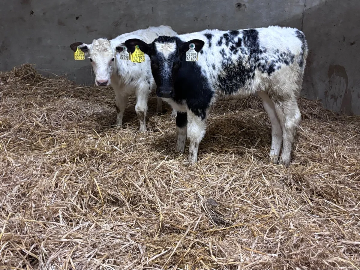 2 Belgium blue heifer calves for sale - Image 4