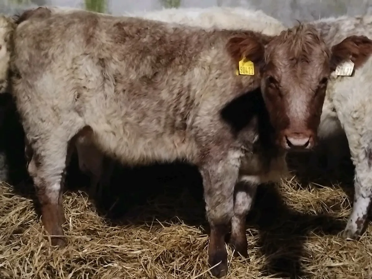3 Shorthorn Heifer Weanlings - Image 3