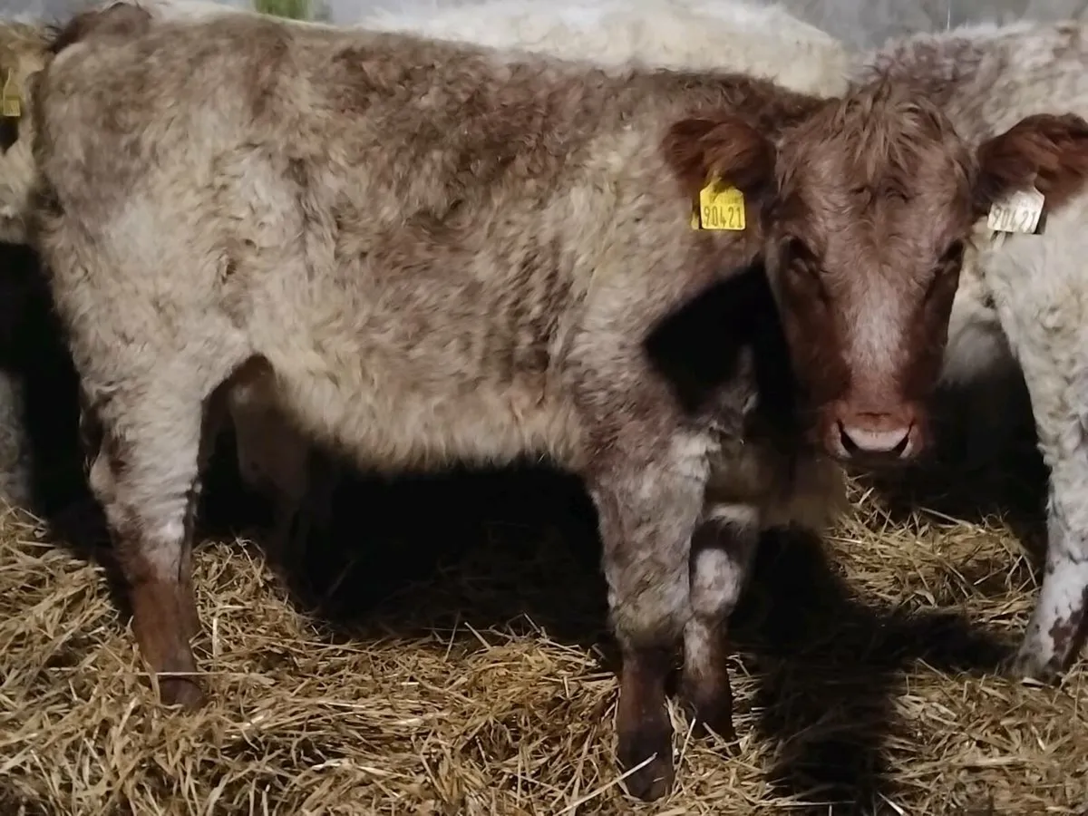 3 Shorthorn Heifer Weanlings - Image 4