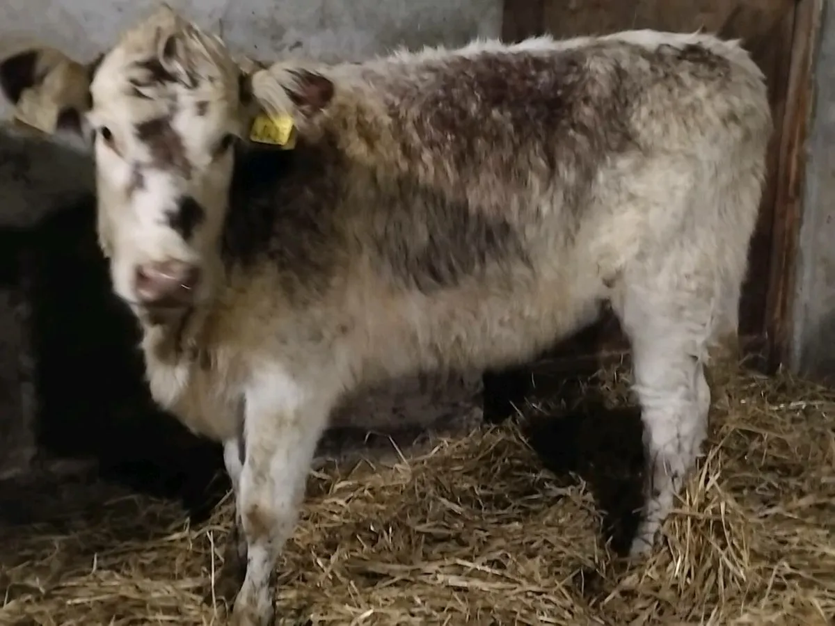 3 Shorthorn Heifer Weanlings - Image 2