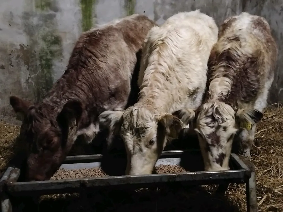 3 Shorthorn Heifer Weanlings - Image 1