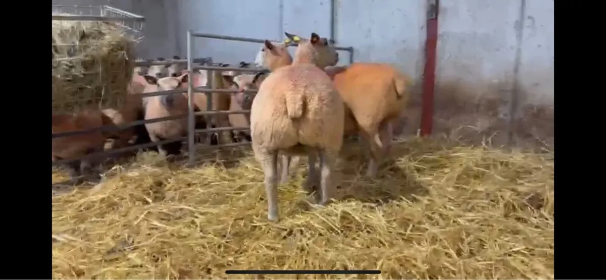 Pedigree Charollais ewes - Image 1