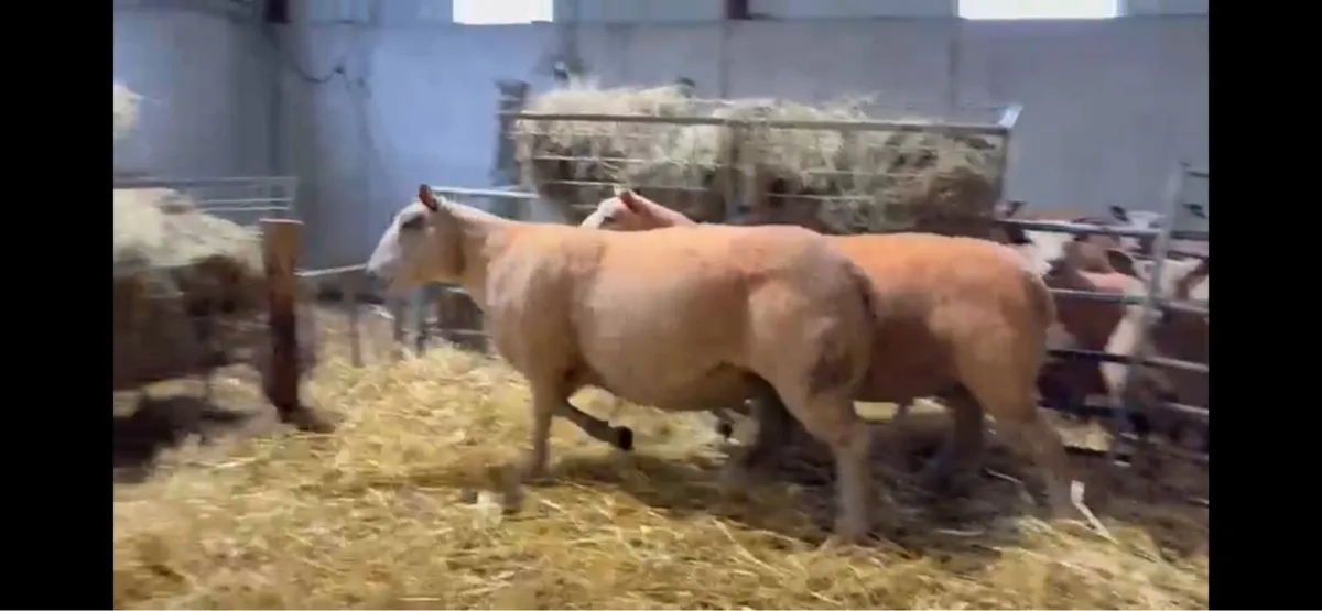 Pedigree Charollais ewes - Image 2