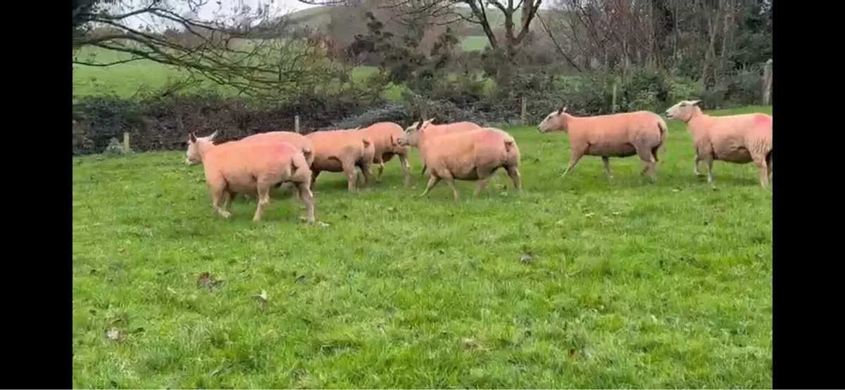Pedigree Charollais ewes - Image 3