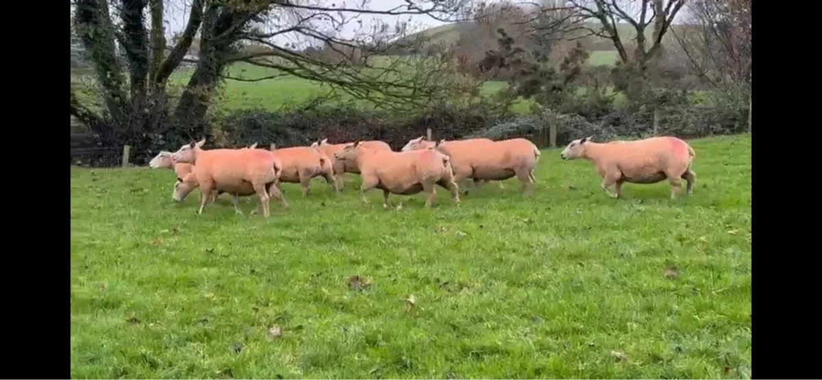 Pedigree Charollais ewes - Image 4