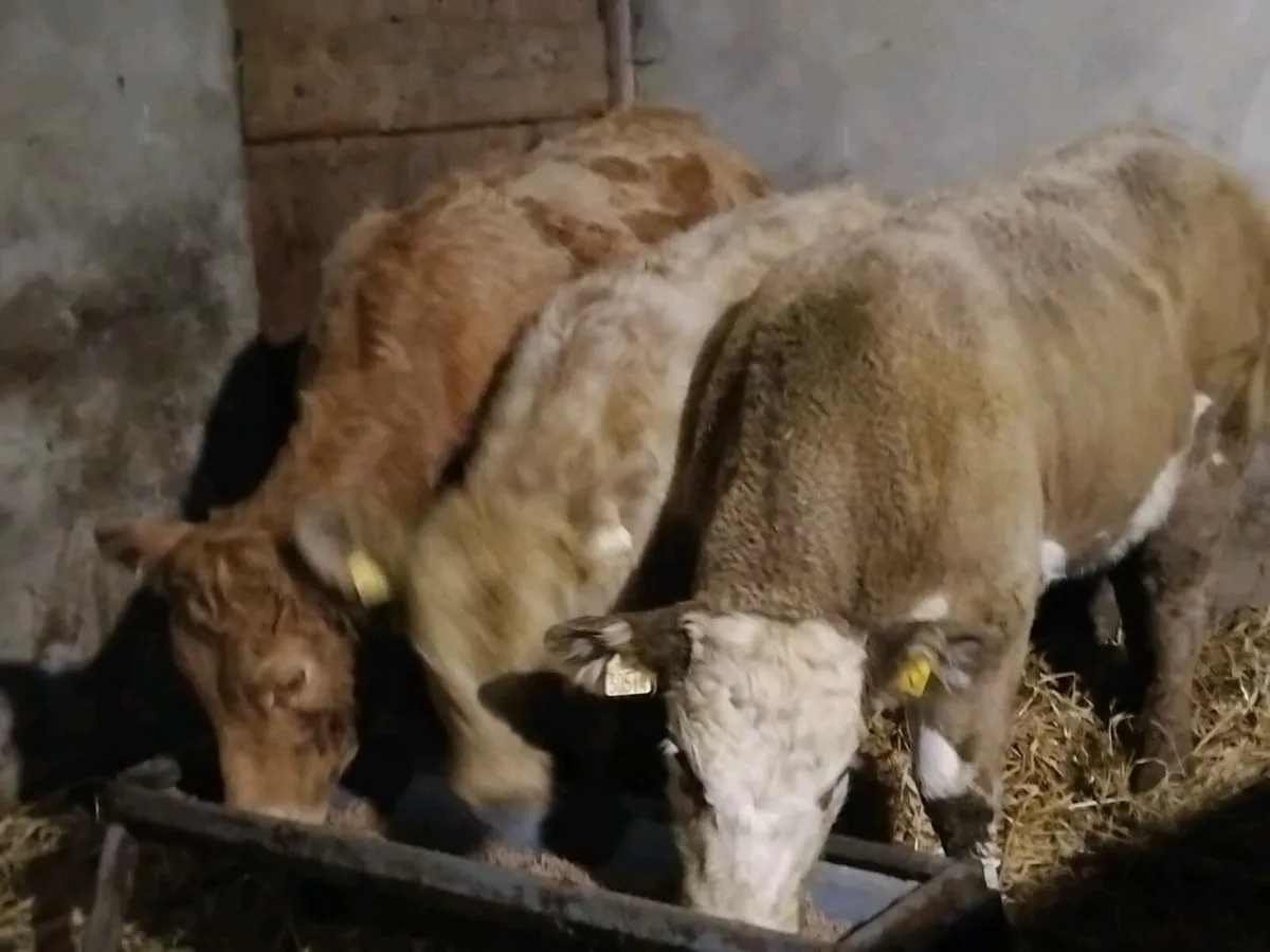 3 Charolais Weanling Heifers - Image 1