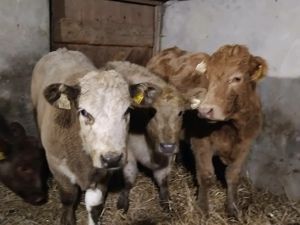 3 Charolais Weanling Heifers - Image 2