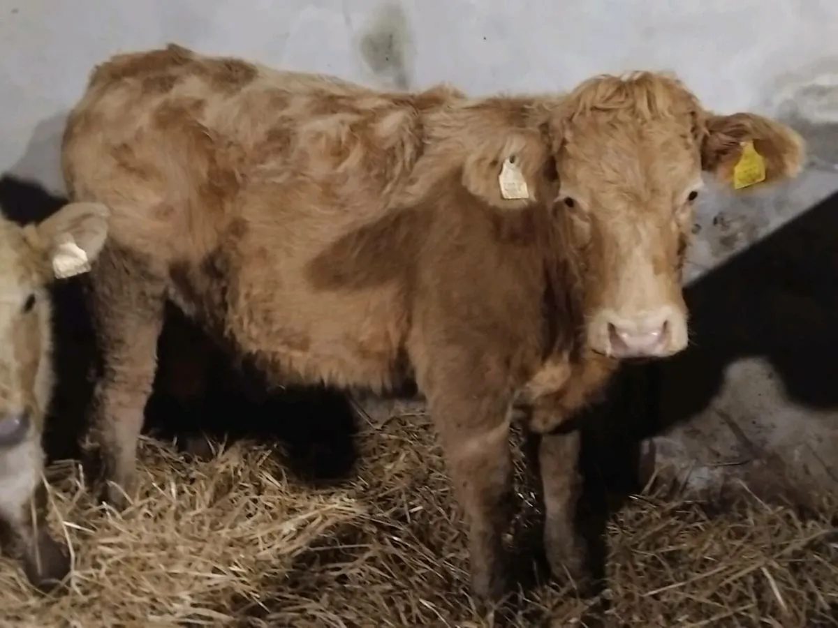 3 Charolais Weanling Heifers - Image 3