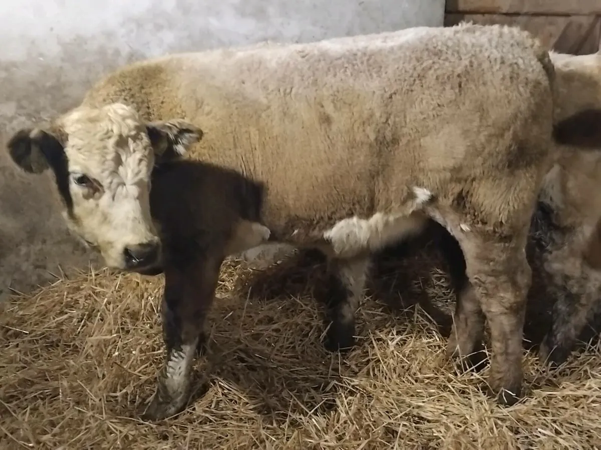 3 Charolais Weanling Heifers - Image 4