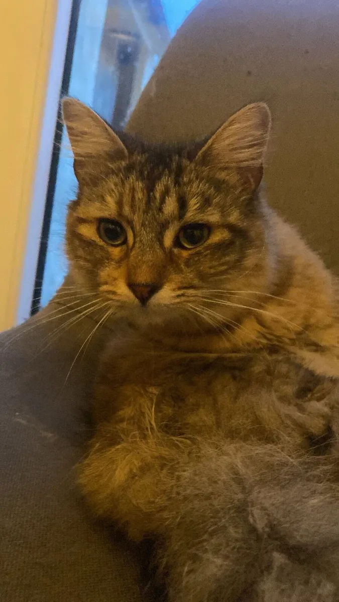 Cat very beautiful and fluffy - Image 3