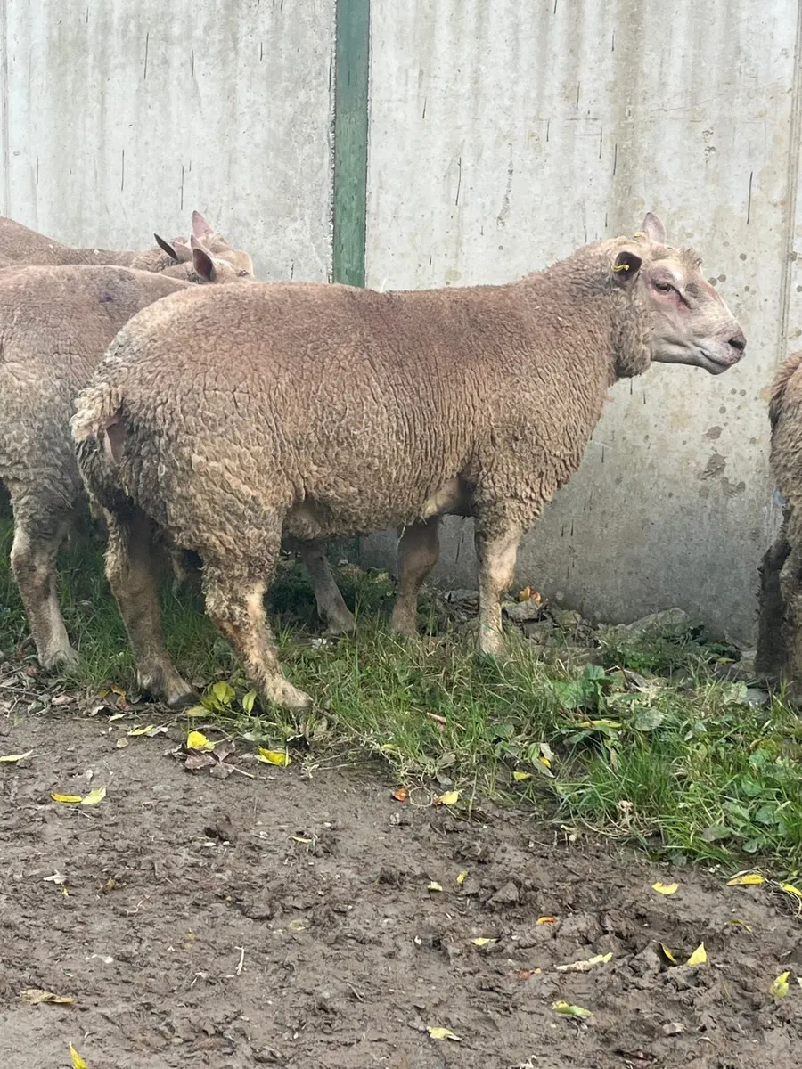 PBR Charolais hogget rams - Image 2