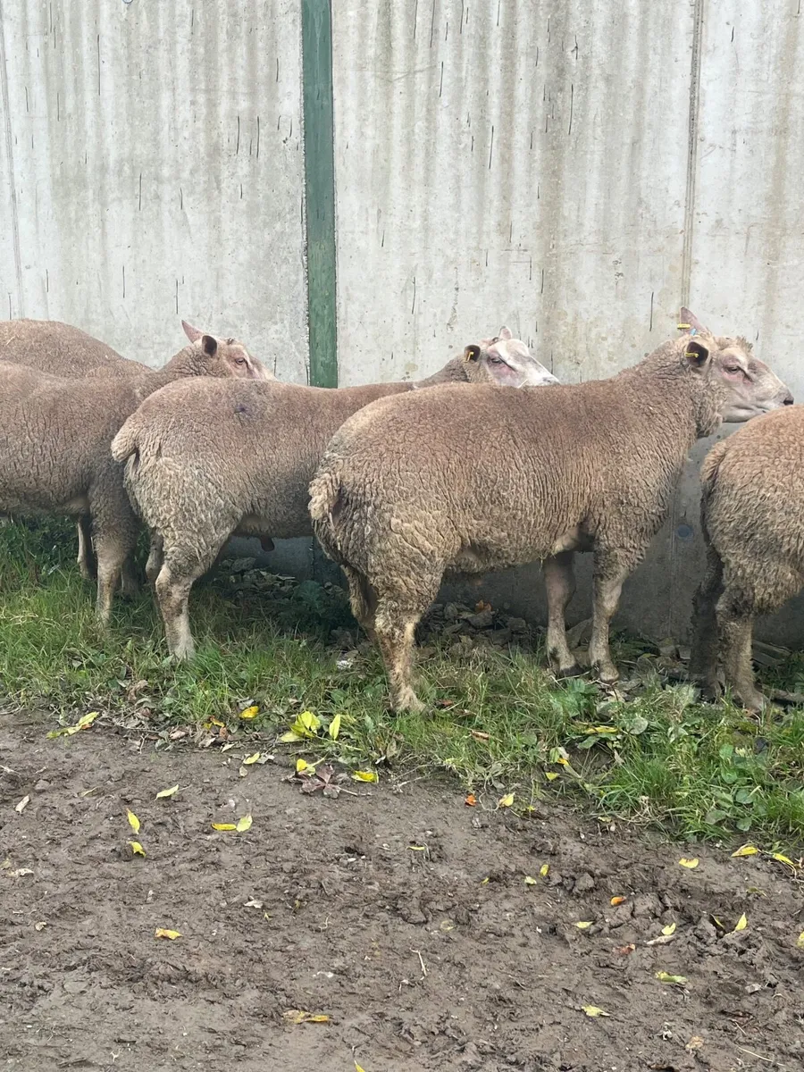 PBR Charolais hogget rams - Image 3