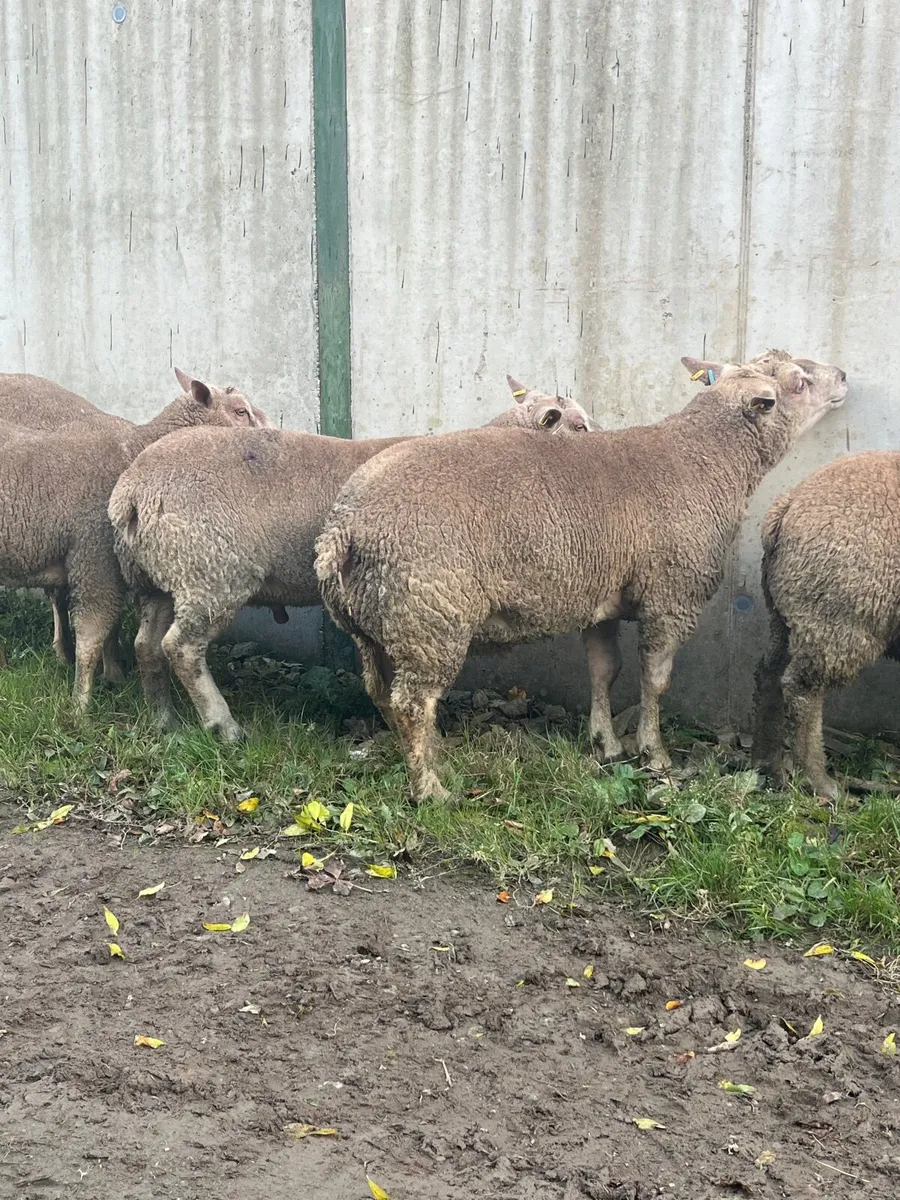 PBR Charolais hogget rams - Image 4