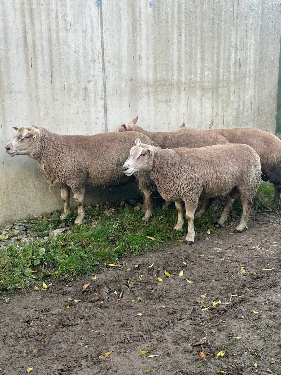 PBR Charolais hogget rams - Image 1