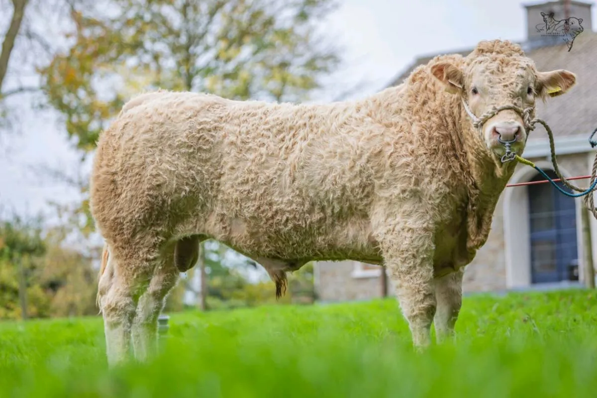 Blonde Bulls/Heifers - Image 2