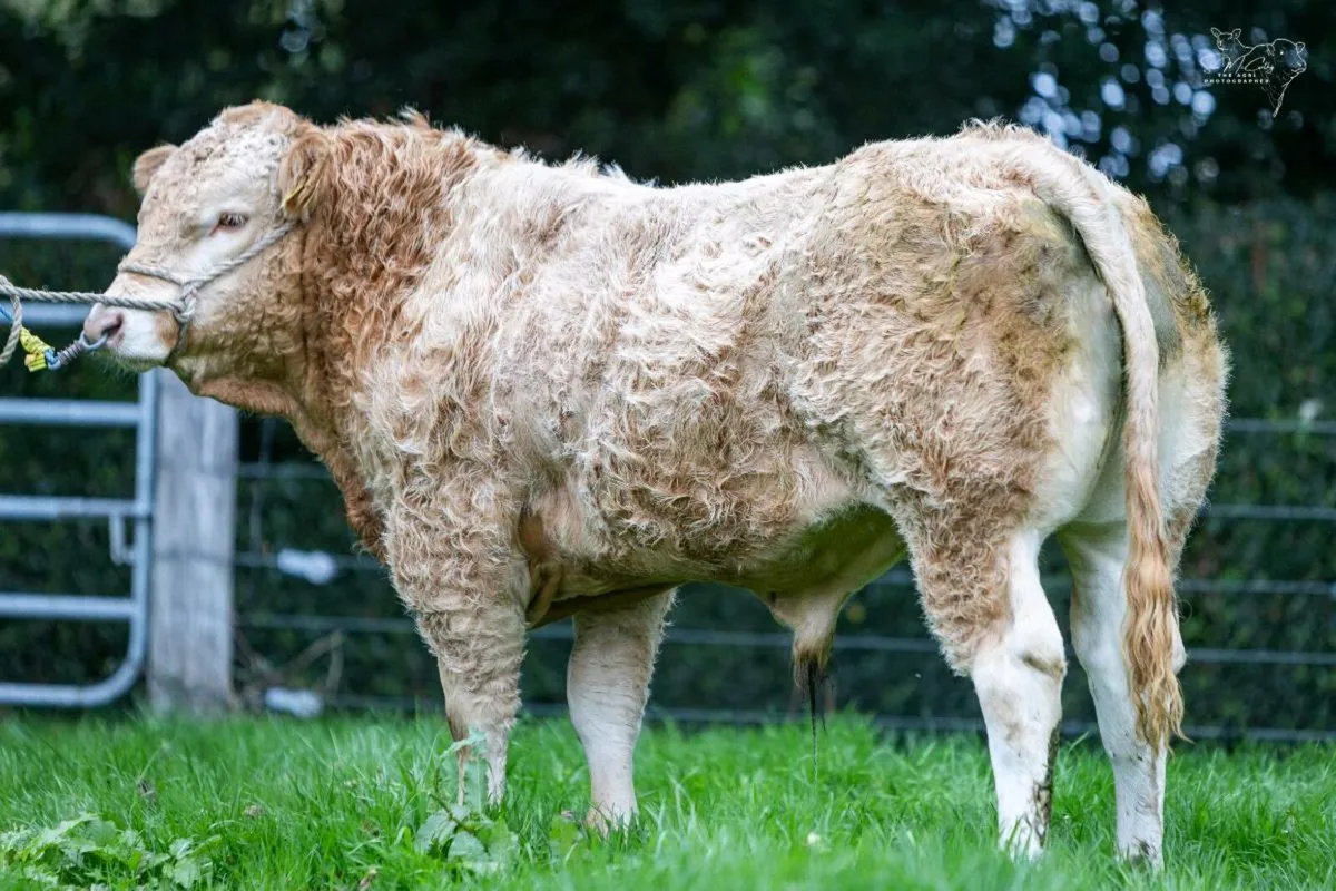 Blonde Bulls/Heifers - Image 3
